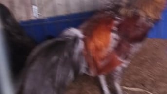 Gà tre xám lai  beru đang 1kg2 