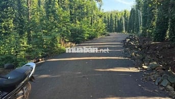 Bán 1000m2 Đất Bàu Lâm Giá Chỉ 500tr Siêu Rẻ