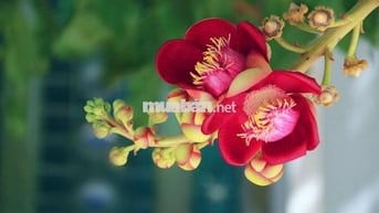 Cần cho thuê nhà nguyên căn ngay khu Hoàng Trọng Mậu