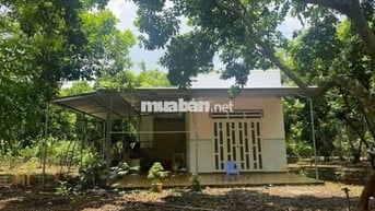 Bán gấp lô đất vườn 7000m2 vườn sầu riêng có nhà cấp 4 , sổ hồng riêng