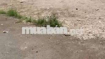 Cho thuê đất và nhà Phường An Phú Đông, Quận 12