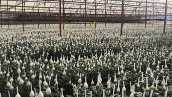 Kinh doanh vườn hoa cho thuê đầy đủ thiết bị có sẵn