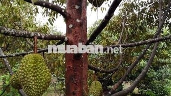 2000m2 vườn sầu riêng chơm chơm cạnh KCN Dầu Giây,ngay ngã tư Dầu Giây