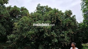 BÁN NHÀ NGHỈ DƯỠNG VIEW HỒ – 3000 M² TẠI BA VÌ, HÀ NỘI