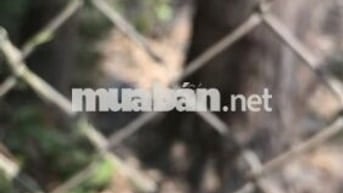 Đất thổ cư 104m2 tại xã Tuy Phước Tây, Gia Lai (thuộc Bình Định cũ)