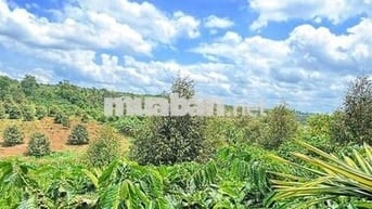 chính chủ gửi bán rẫy nguồn thu mạnh gần đường tránh Buôn Hồ Giá Rẻ