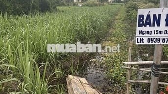 đất cây lâu năm, tiếp giáp lộ nhựa oto, cách trung tâm Búng Tàu 1km