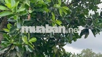 Đất 373m² có quy hoạch thổ cư, giáp rạch đẹp – giá chỉ 190 triệu