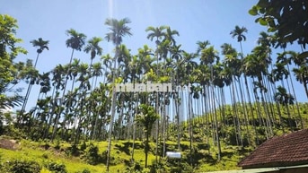 Bán Hót nhất rẻ nhất đẹp nhất 12000m2 đất CLN có 750 cây cau đã  thu