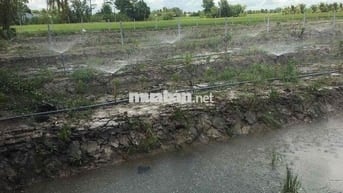 Đất ở liền đất đã lên vườn Núi Sập