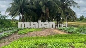 Đất vườn dừa full nền xã Mỹ Thạnh, Ba Tri