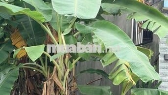 ông anh cần bán đất đường phước tường 5 , khu bộ đội