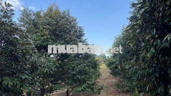 Đất Rẫy Sầu Riêng + Cao Su Ở Phường Bình Phước (Tp. Đồng Xoài Cũ)