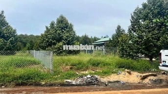 1.3 sào Sầu Thái được 11 gốc, đã thu 2 năm. Sản lượng tốt 366tr