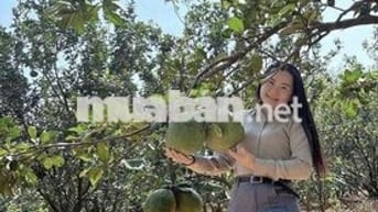 Bán Đất sổ riêng tặng vườn bưởi đang thu hoạch. tặng hàng rào