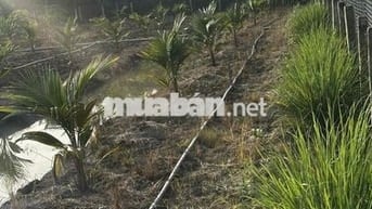 ĐẤT THO GIÁ RẺ VÀNH ĐAI LỢI BINH NHON