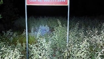 Công ty đấu giá hợp danh Sao Việt