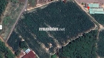 Bán trang trại khu nghỉ dưỡng tại Cầu Khởi, DMC, Tây Ninh