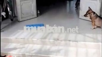 Bán gấp nhà SHR 4m*24m, gần ngã 4 Trung Chánh, Bà Điểm - Hóc Môn