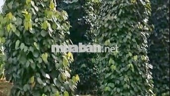 Bán 1 ha Đất Mặt Tiền Quốc Lộ 14C -  Đất Trồng Kín Tiêu - Giá 1,68 Tỷ