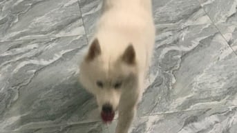 thú cưng không có thời gian chăm sóc 