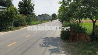 3,65ty cho lô Đất MT nhựa 8m sau chợ Xuân Thới Thượng 2/ Phan Văn Hớn