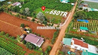 🏡 BÁN ĐẤT ĐẸP TẠI XÃ TÂN HỘI, ĐỨC TRỌNG – LÂM ĐỒNG (Trước là N’Thon Hạ