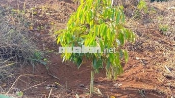 cần bán rẫy 250 cây sầu thái 1 năm  mặt tiền bê tông lớn