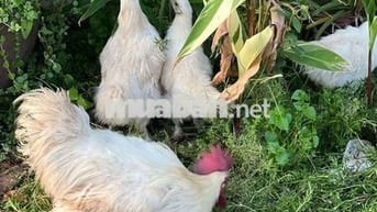 Bán lô đất biệt thự vườn phường tam long TPHCM