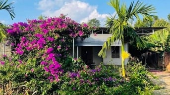 Chính Chủ Bán Ngộp Nhà cấp 4, Vườn Cây Trái rộng 2600m2, Giá 590 triệu