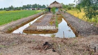 e chính chủ cần bán nhà vườn thới tam thôn hóc môn.