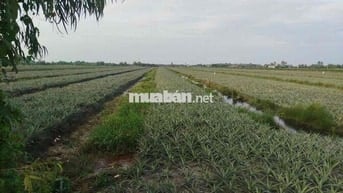 Đất cln đang trồng khóm, có thể làm khu homestay