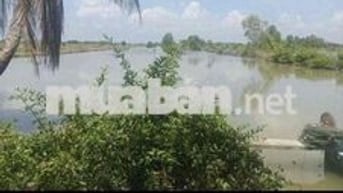 Bán vuông Năm Căn (xã Đất Mới)