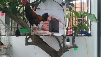 Thanh lý cả gà f2 cả lồng và chim