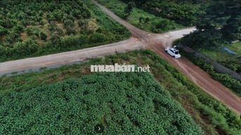 Cần sang lô đất thị xã Bình Long, ( Đồng Nai) 1500m2 giá chưa tới 1 tỷ