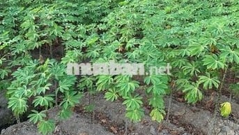 bán đất Tân An cũ nay là Phường Phú An, TPHCM