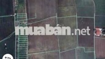 BÁN ĐẤT 1ha MẶT TIỀN TL 830B –Long An