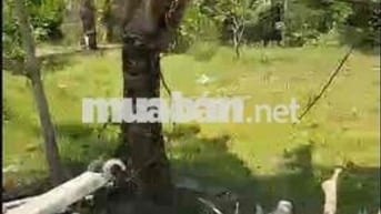 CHÍNH CHỦ BÁN LÔ ĐẤT GIÁ CHỈ 600 TRIỆU  ẤP BẾN TRÀM, CỬA DƯƠNG, PHÚ QU