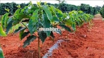 1 MT+ 4 Thửa liền kề tổng DT: 31599 m2. Xã Tân Thượng-Di Linh-Lâm Đồng