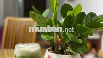 Căn hộ 71m2 2PN Opal Riverside Thủ Đức ngay TTTM Gigamall