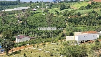 Đất Đà Lạt – View đồi thông cực chill, phù hợp nghỉ dưỡng & homestay!”