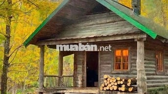 BÁN ĐẤT RỪNG THÔNG VIEW BIỂN CỰC CHILL GẦN VIN LÀNG VÂN