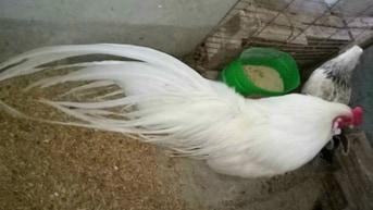 Gà tre cảnh tân châu tại thanh xuân hà nội