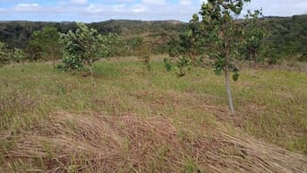 Bán vườn xoài 3,5ha giá rẻ 1,9 tỷ, xe tải tới đất, gần biển Bãi Dài 