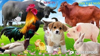 Cho thuê bằng bác sĩ Thú y + mặt bằng  