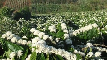 Bán vườn 8000 m2, có thác nước, ở Lâm Hà, gần sân bay Liên khương