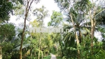 Bán đất đẹp cầu Xẻo Kè thị trấn Thứ 3 An Biên Kiên Giang