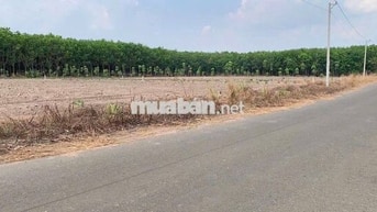 🌟 CỰC PHẨM CHƠN THÀNH 10x50M - SAU BECAMEX 🌟