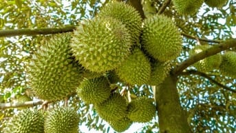 🔥 VƯỜN SẦU RIÊNG CHÔM CHÔM 2.000m² NGAY KCN DẦU GIÂY – MUA LÀ CÓ DÒNG