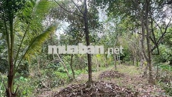 Bán đất vườn do không có thời gian chăm sóc